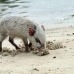 piglet_nusalavu_h_0705_0011.jpg